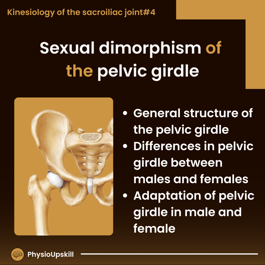 sexual dimorphism of the pelvic girdle