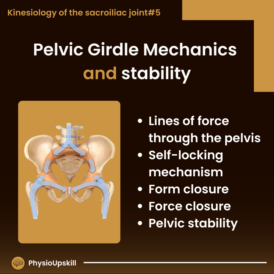 pelvic girdle mechanics and stability